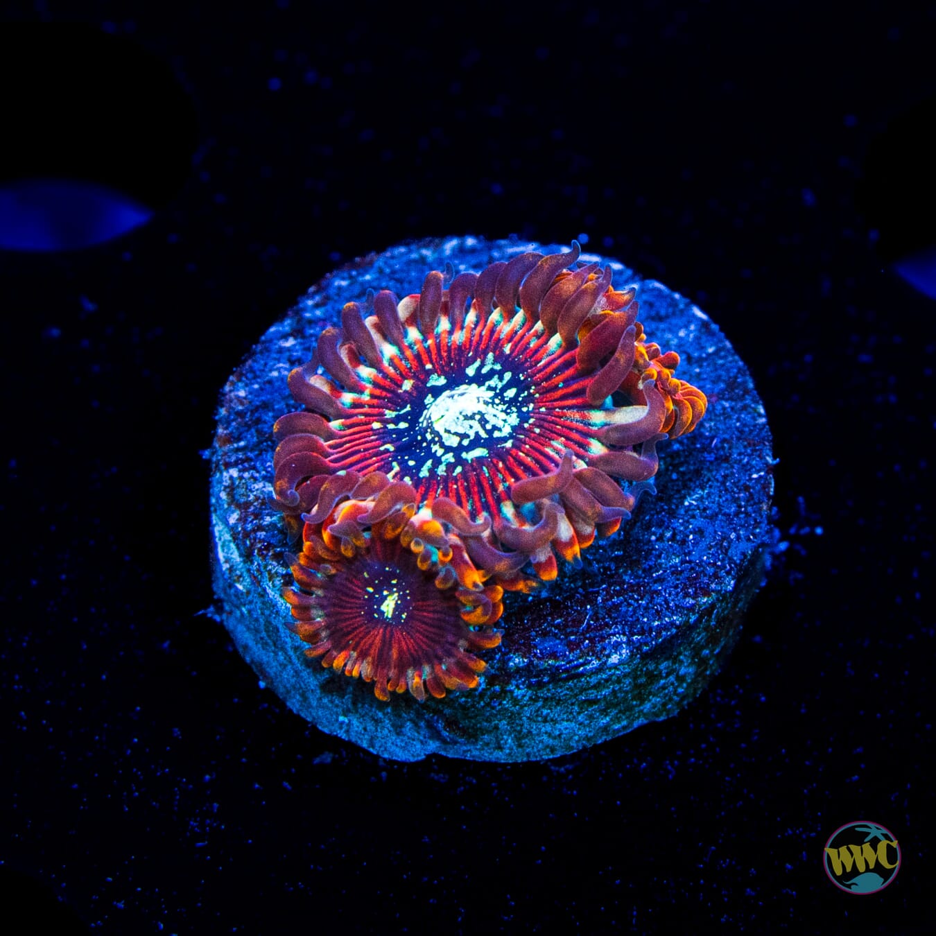 Magician Zoanthids