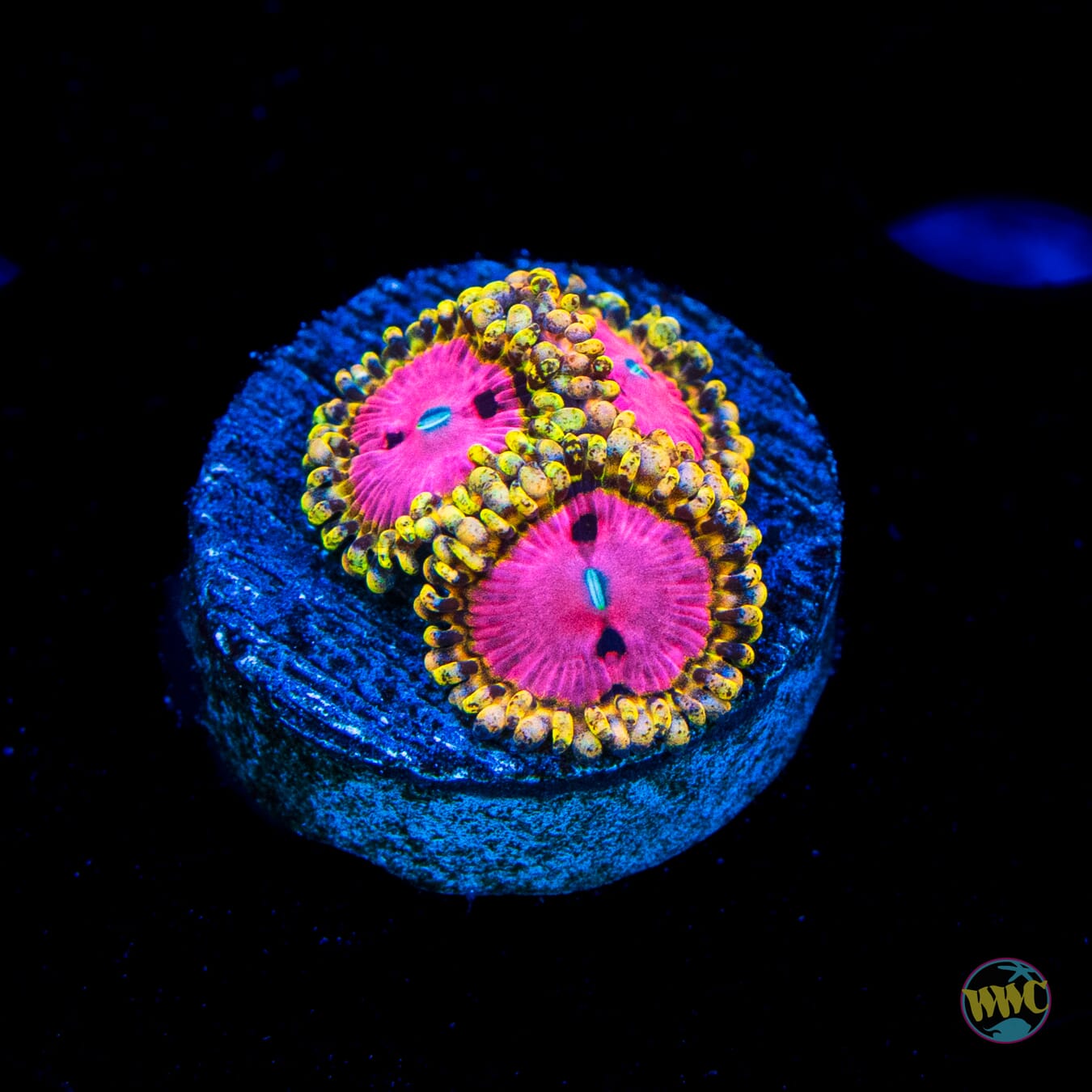 RR Pink Diamond Zoanthids