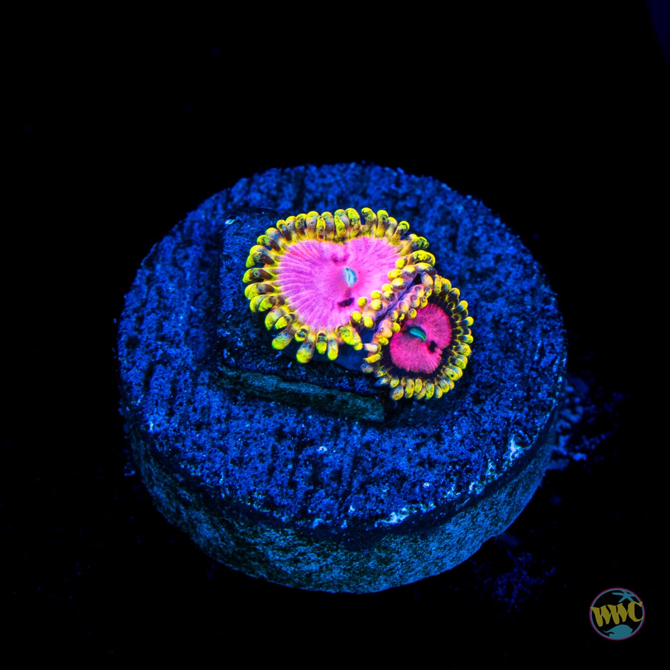 RR Pink Diamond Zoanthids