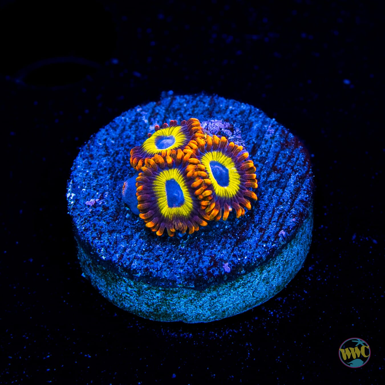 Fruit Loopz Zoanthids