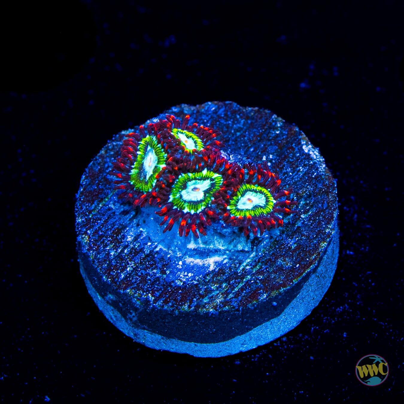 WWC Viridians Zoanthids