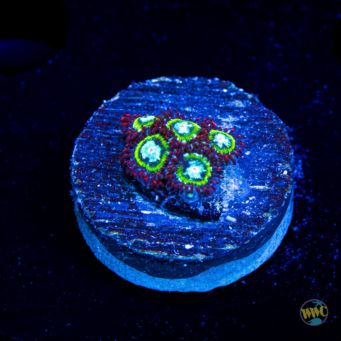 WWC Viridians Zoanthids
