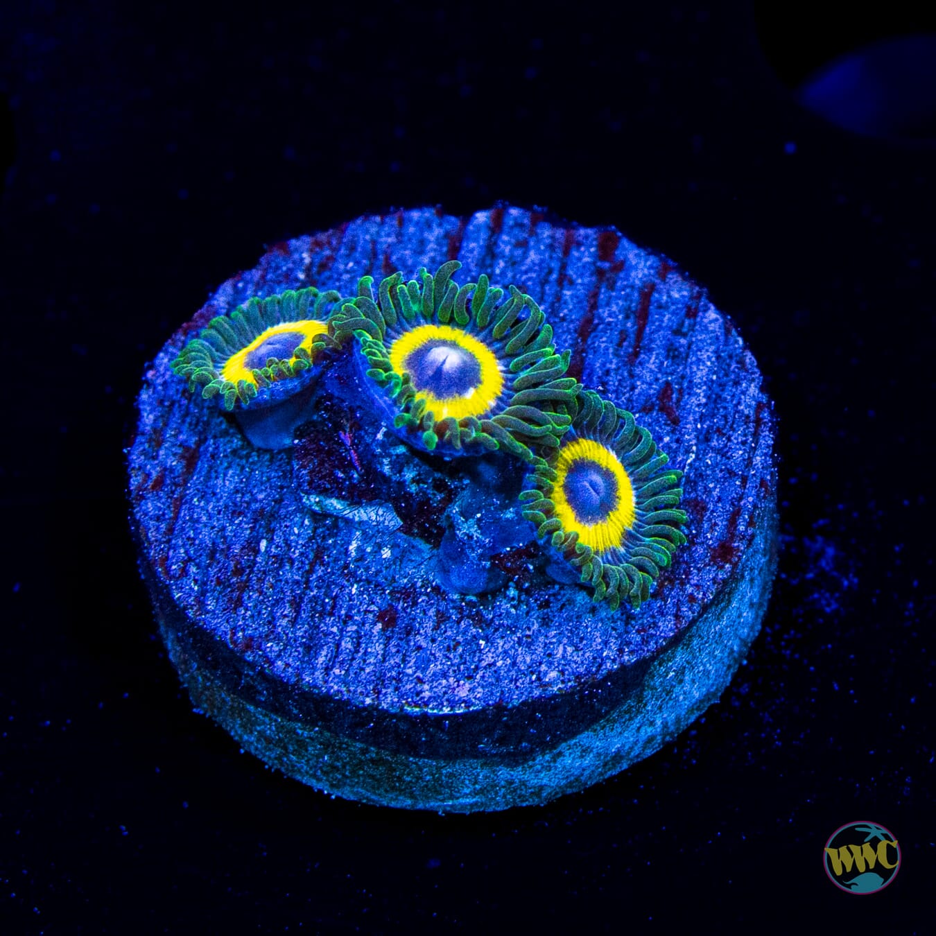 WWC Yellow Submarine Zoanthids