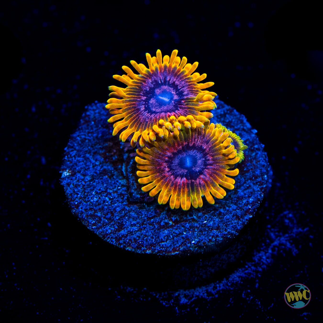 Jason Fox Acid Reflux Zoanthids