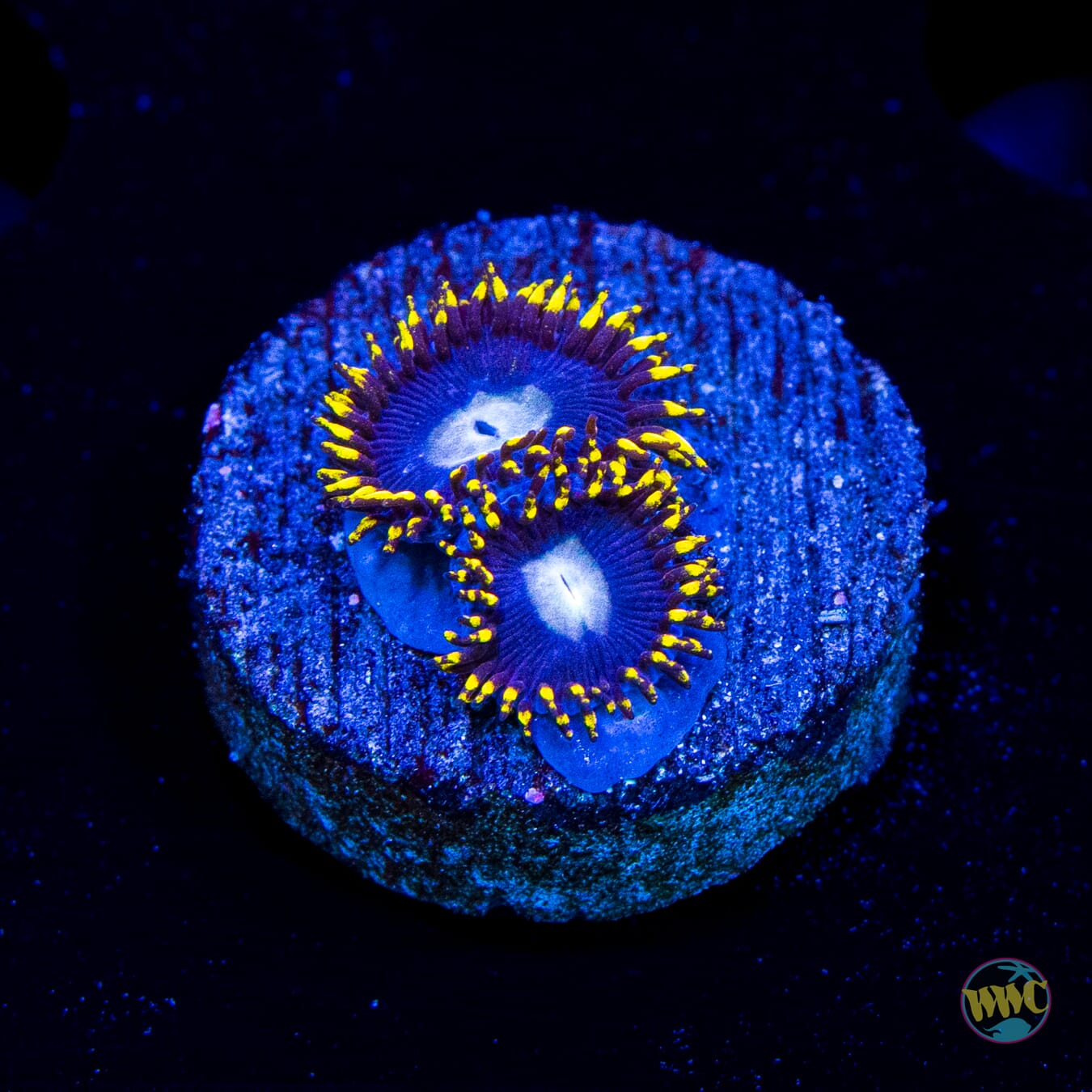 WWC Crown Royal Zoanthids