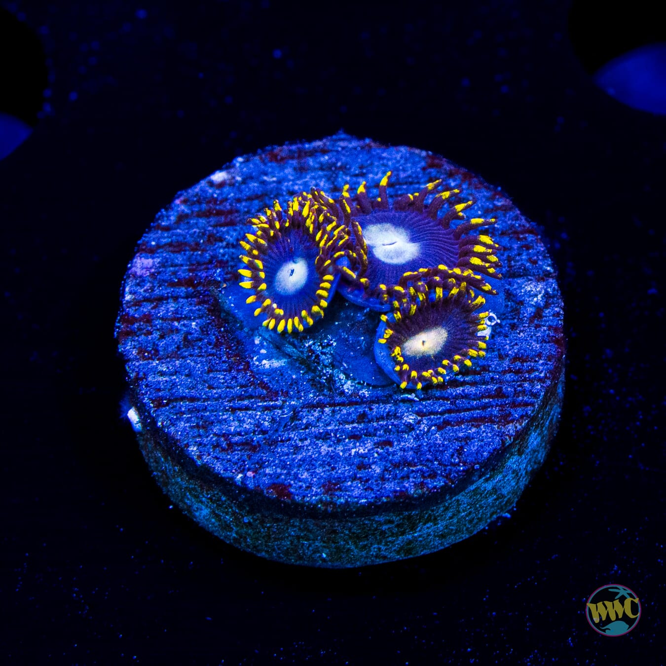 WWC Crown Royal Zoanthids