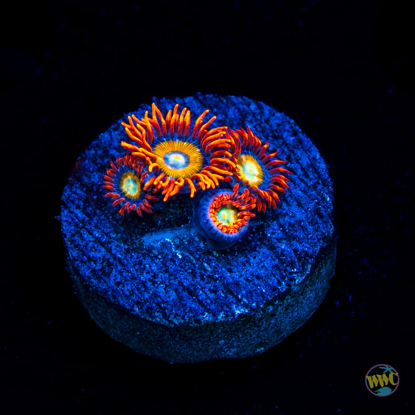 WWC Blondies Zoanthids