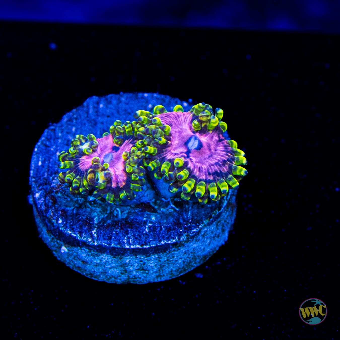 WWC Purple Monsters Zoanthids