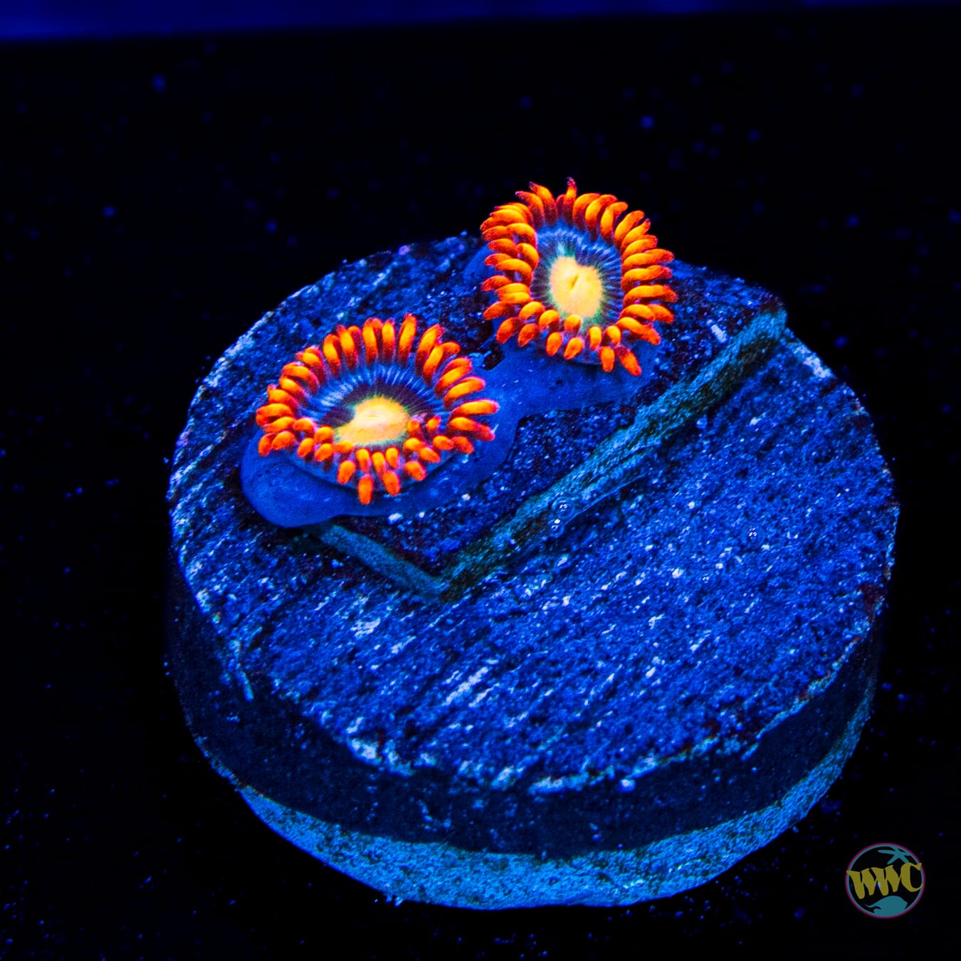 WWC Bongo Babes Zoanthids