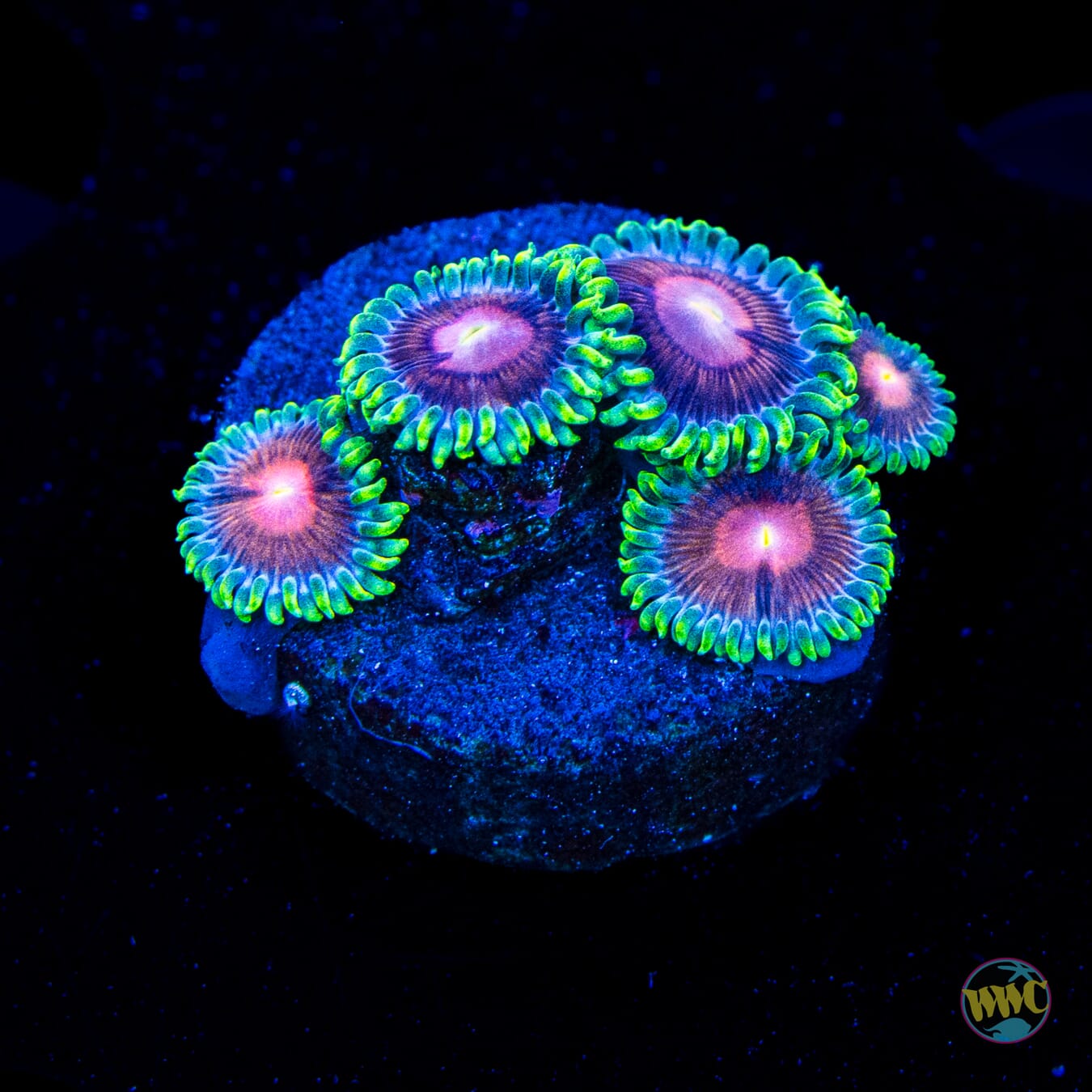 WWC Lucky Kentucky Zoanthids