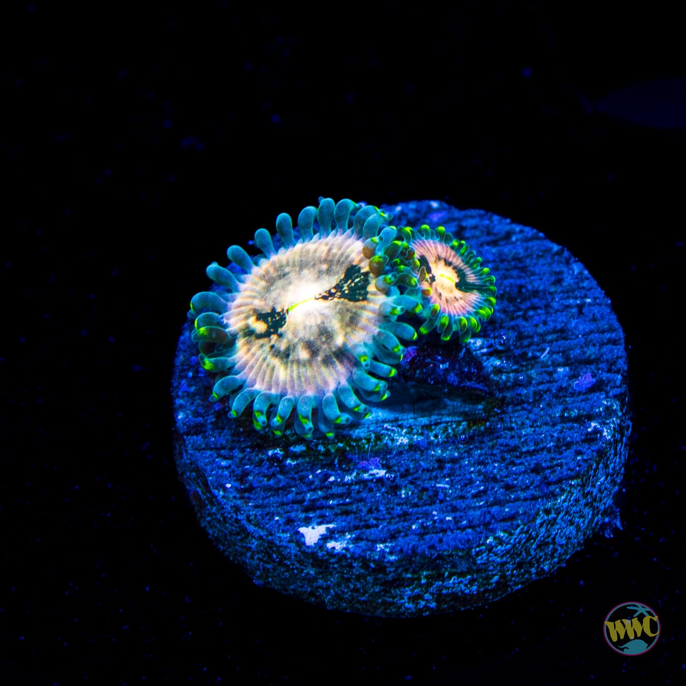 Hawaiian Ding Dang Zoanthids