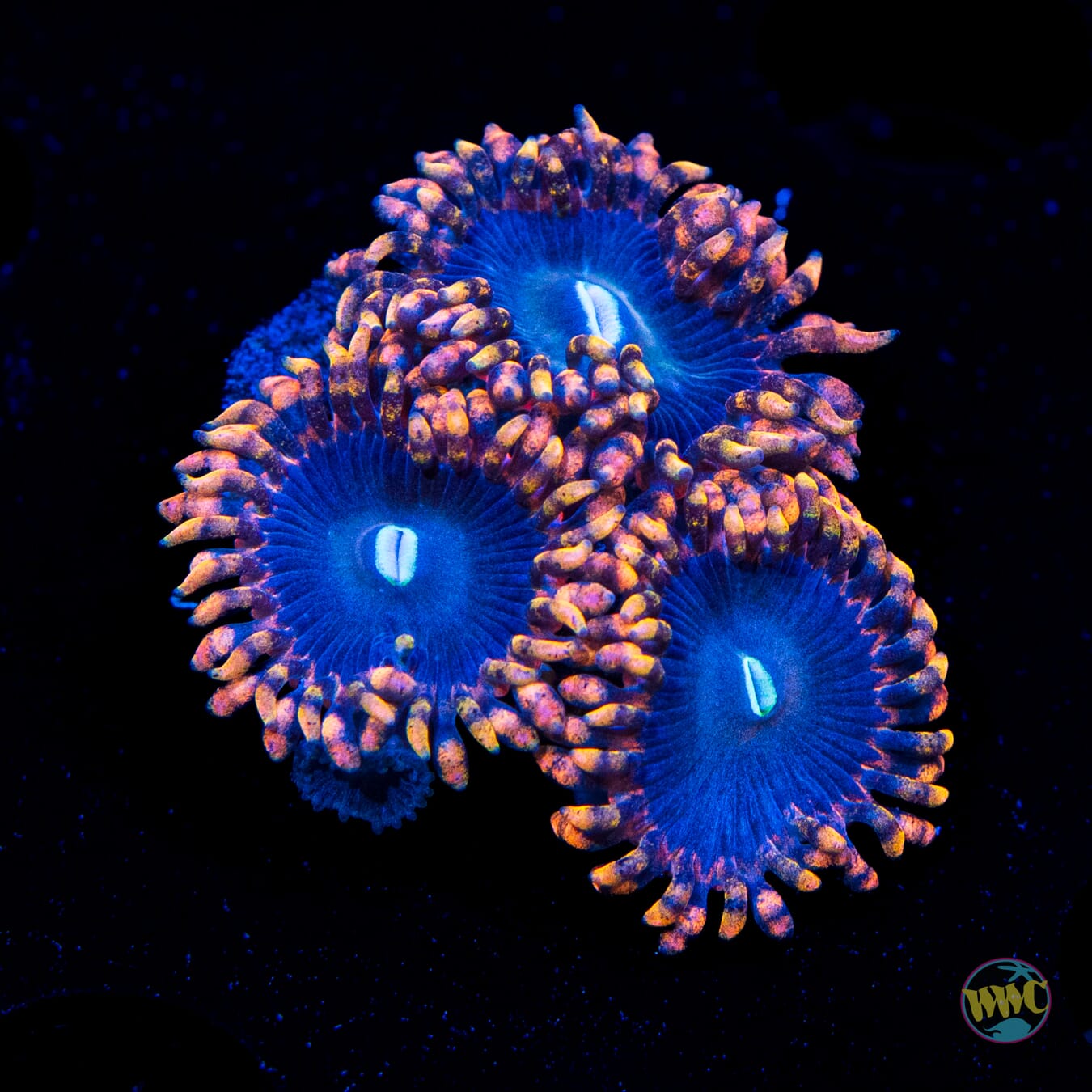 WWC Ultimate Chaos Zoanthids