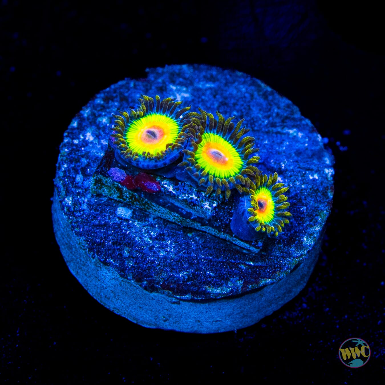 Rasta Zoanthids