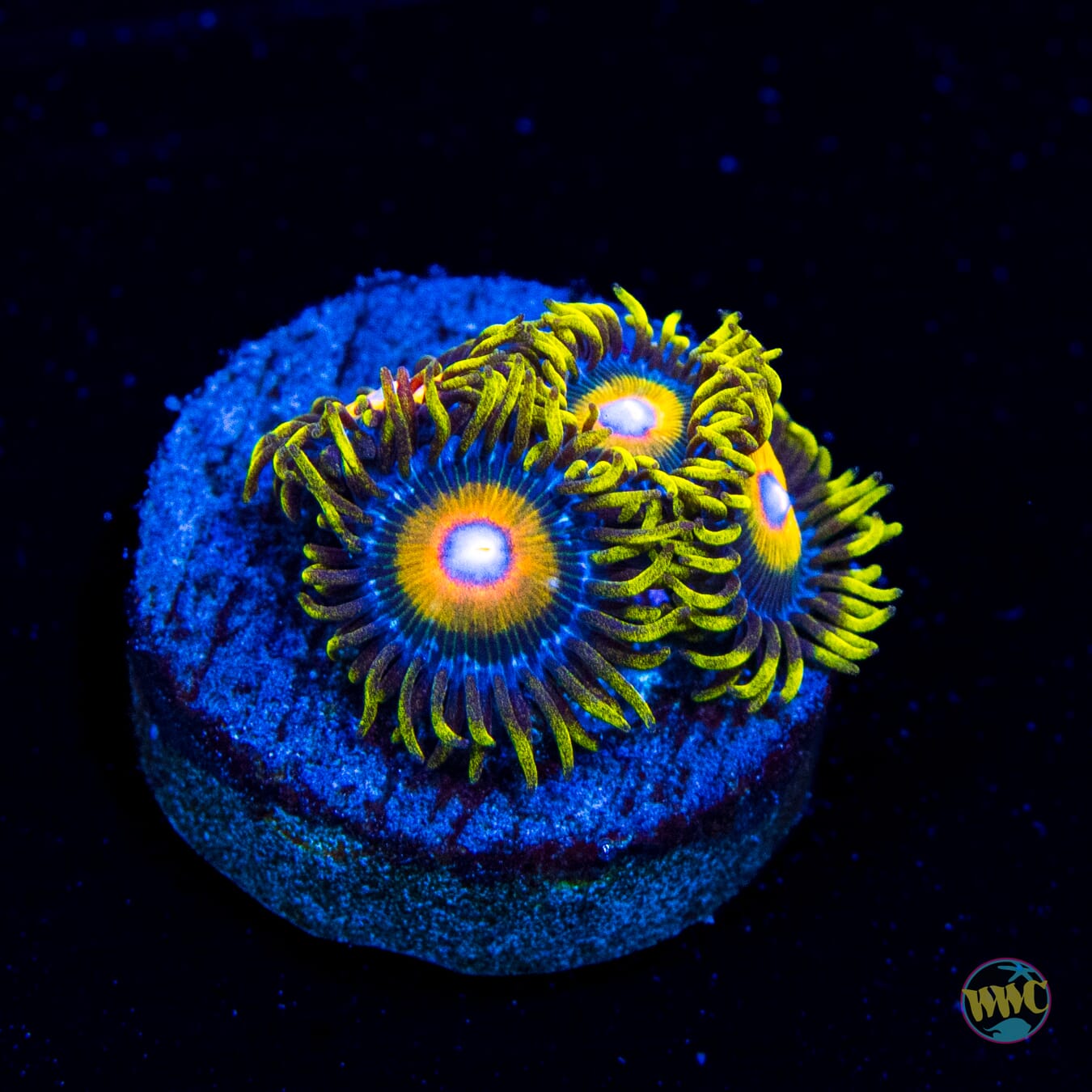 Super Saiyan Zoanthids