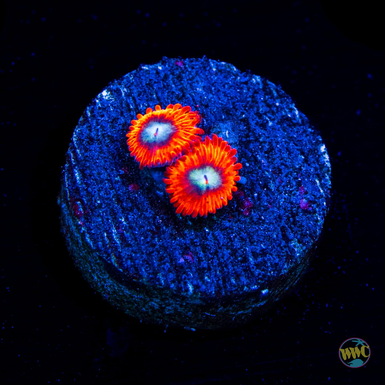 Charmanderz Zoanthids
