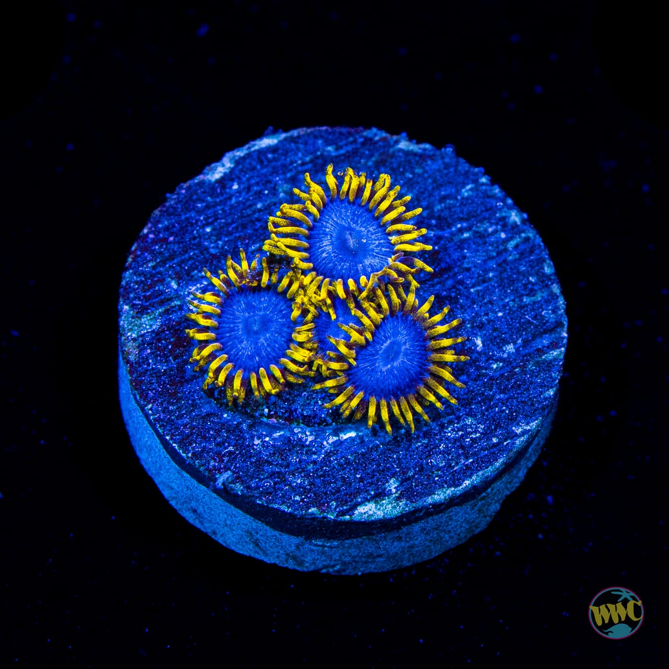 WWC Blue Angel Zoanthids