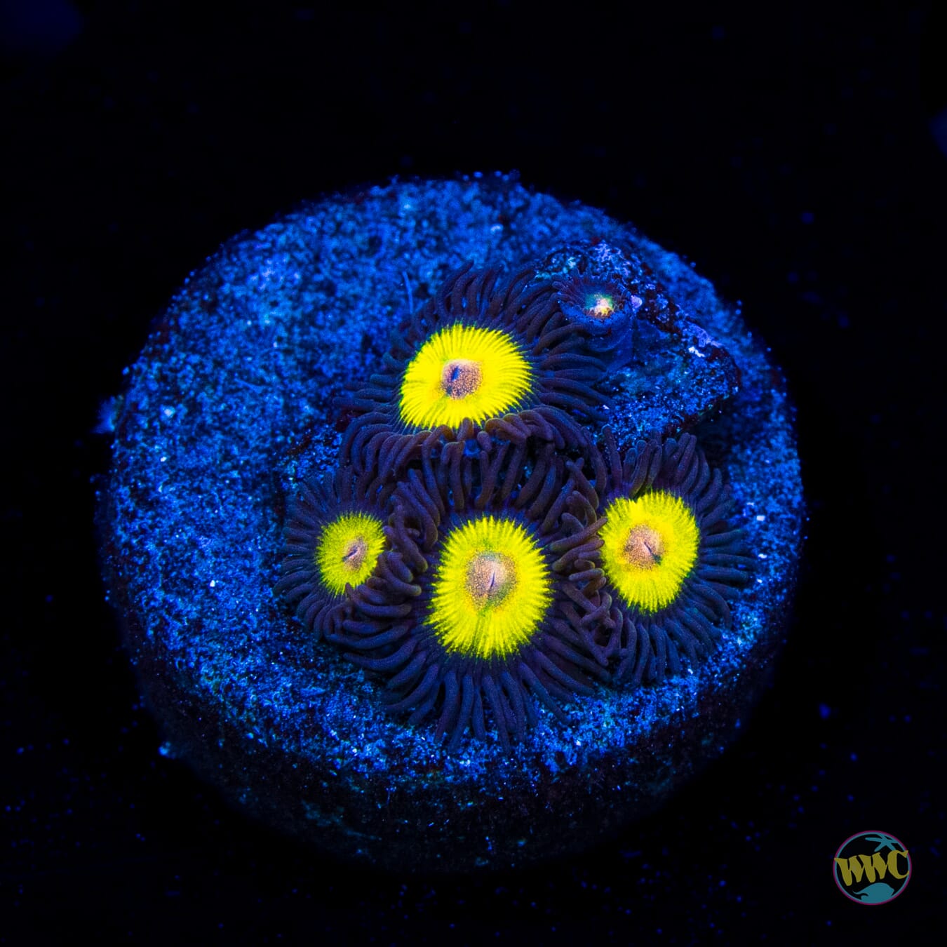 WWC Golden Eye Zoanthids