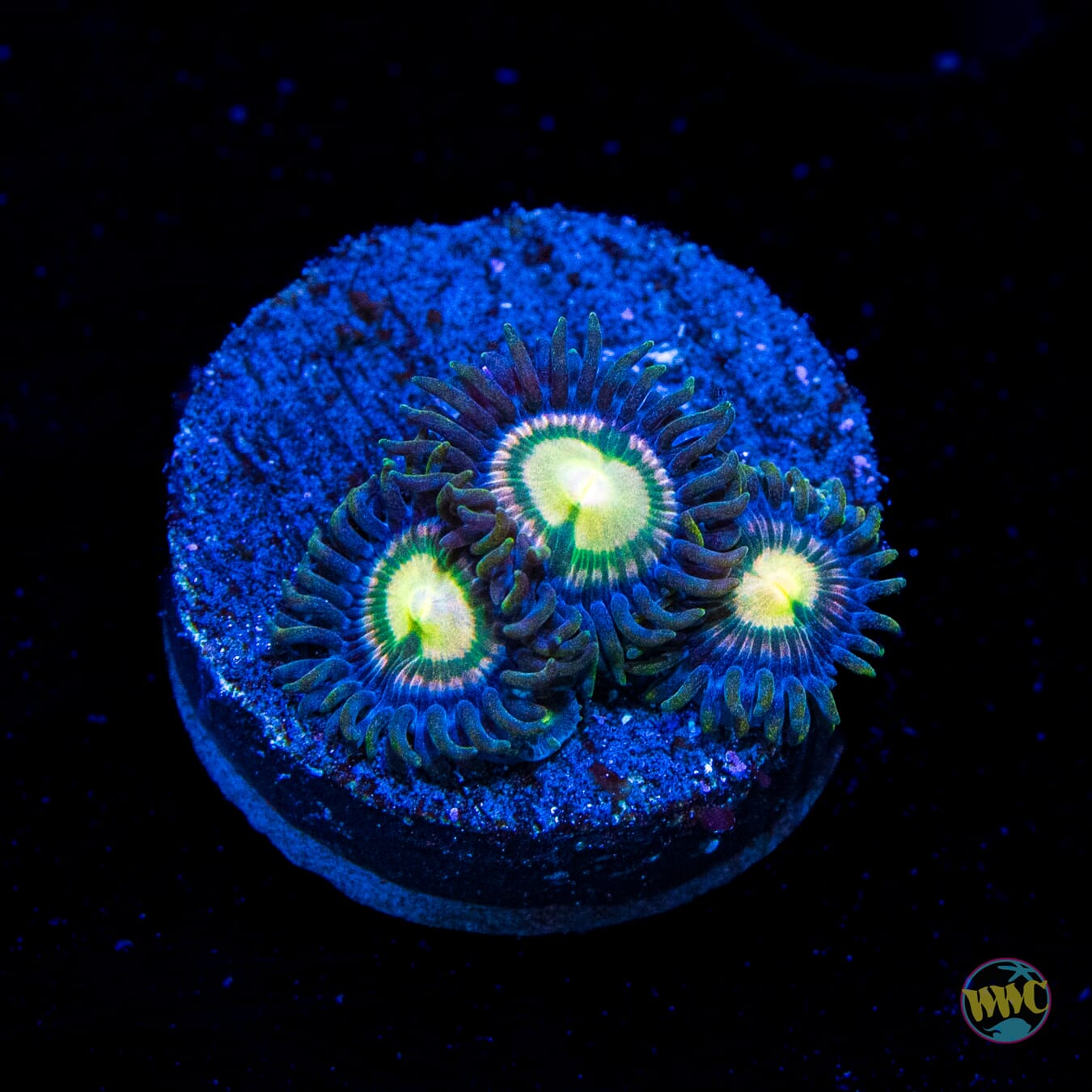 WWC Beach Walk Zoanthids