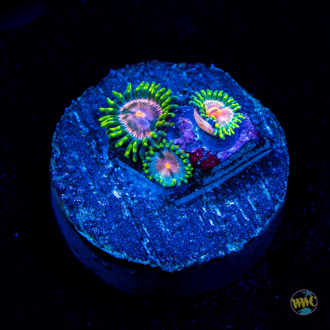 Pinwheel Zoanthids