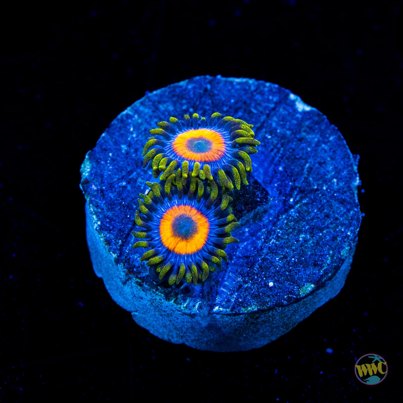 Jungle Juice Zoanthids