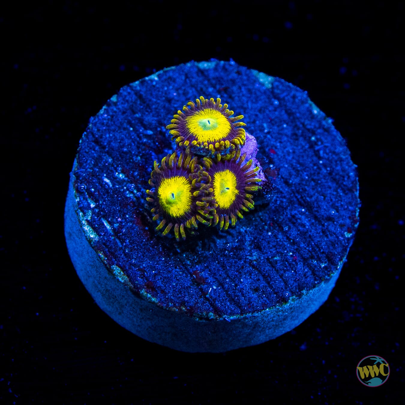 King Midas Zoanthids