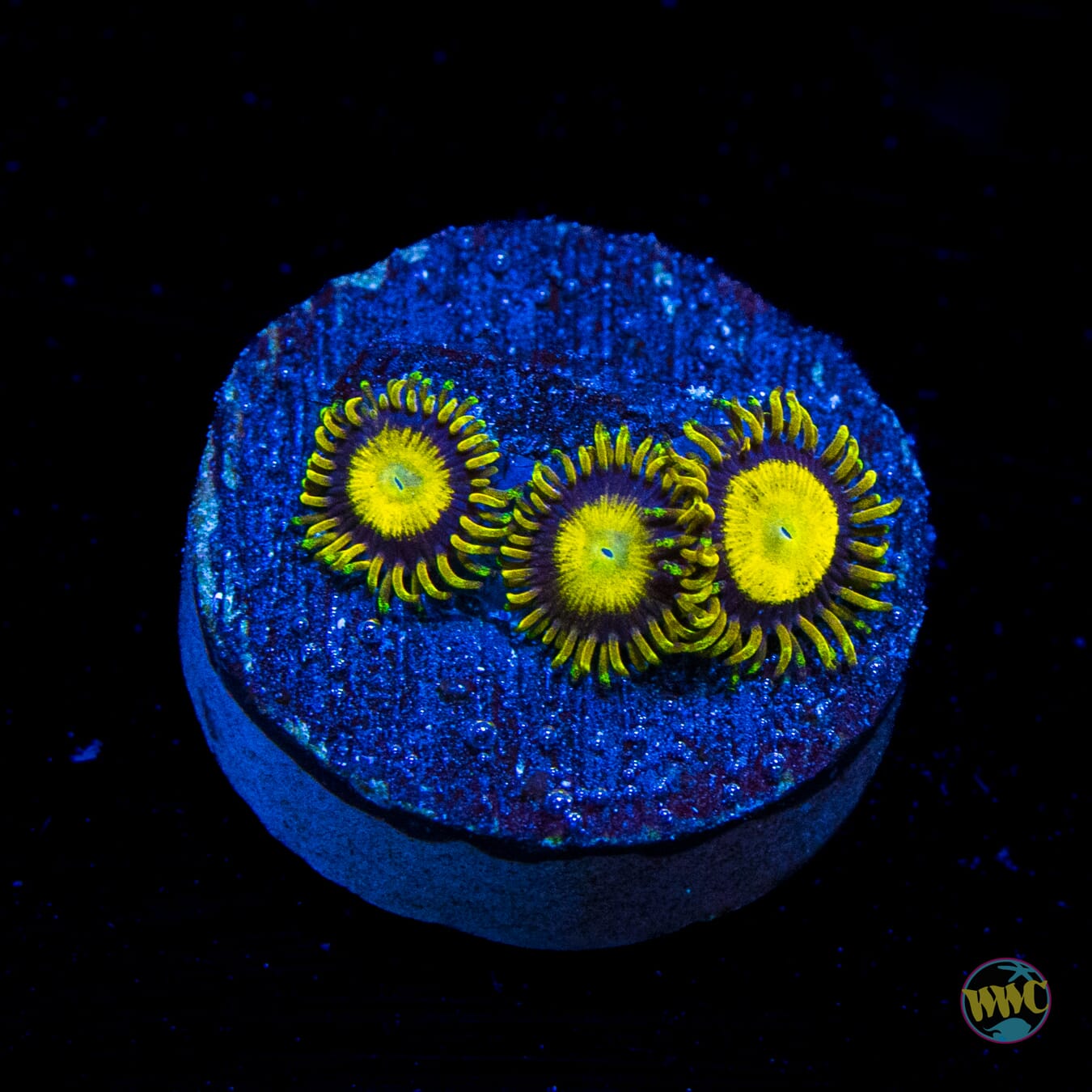 King Midas Zoanthids