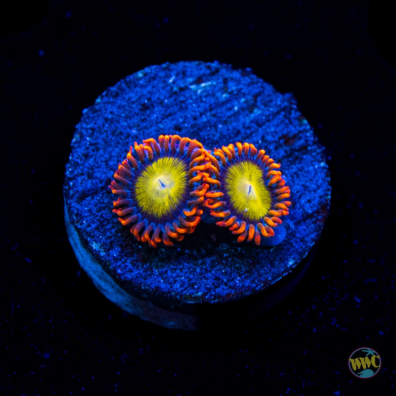 Mandarin Orange Zoanthids