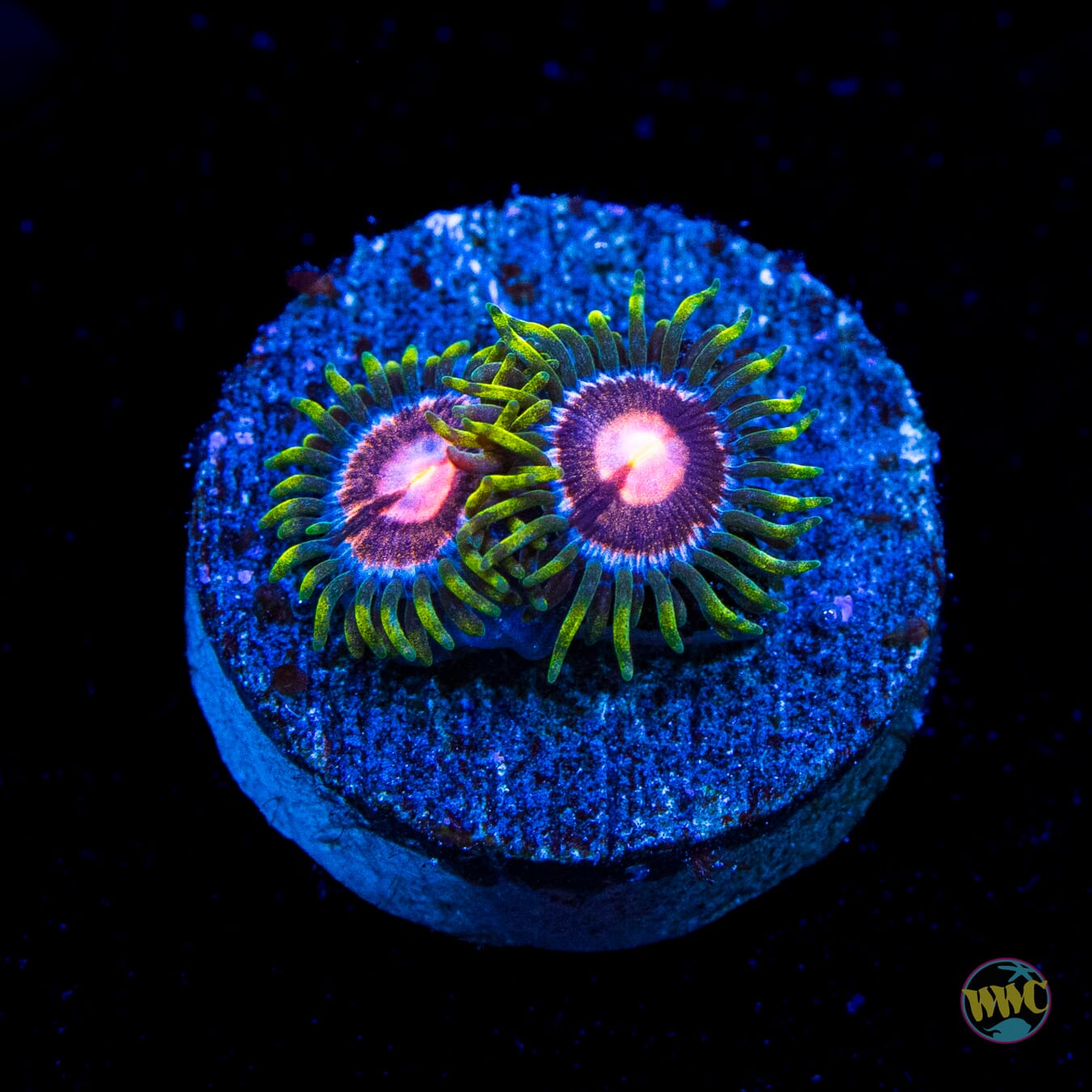 WWC Sweet Tooth Zoanthids