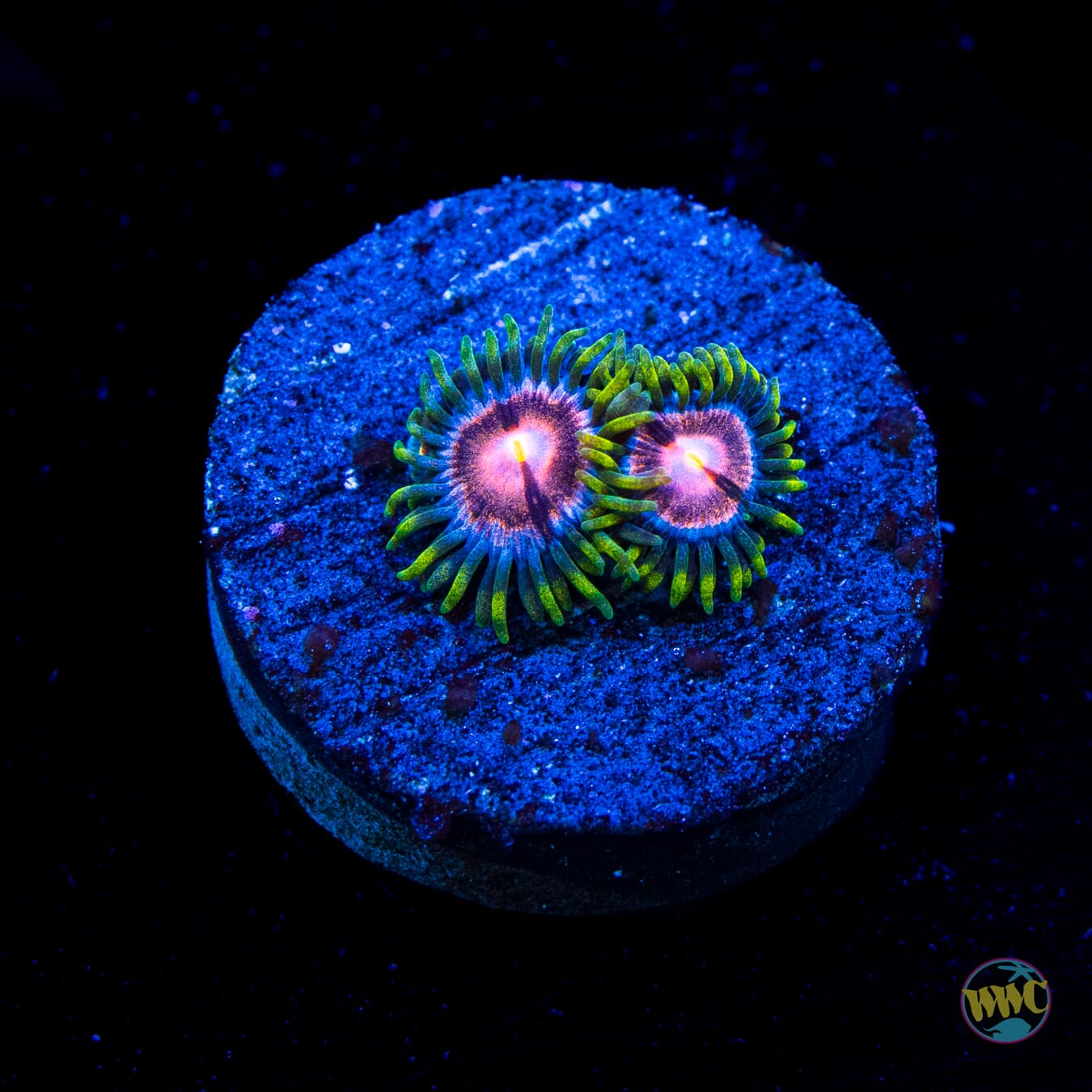 WWC Sweet Tooth Zoanthids