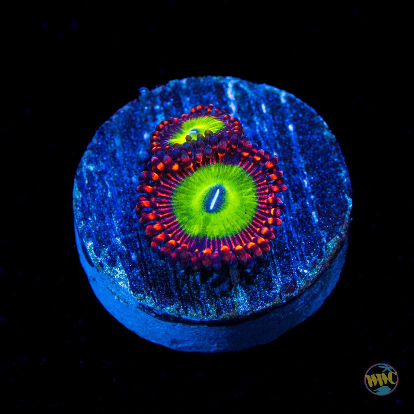 Candy Apple Red Zoanthids