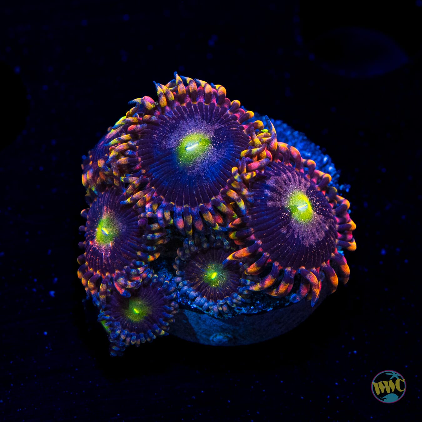 Anti Matter Zoanthids