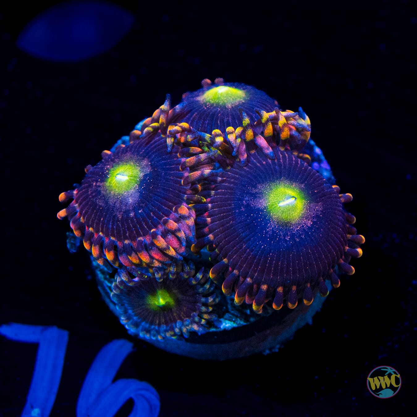 Anti Matter Zoanthids
