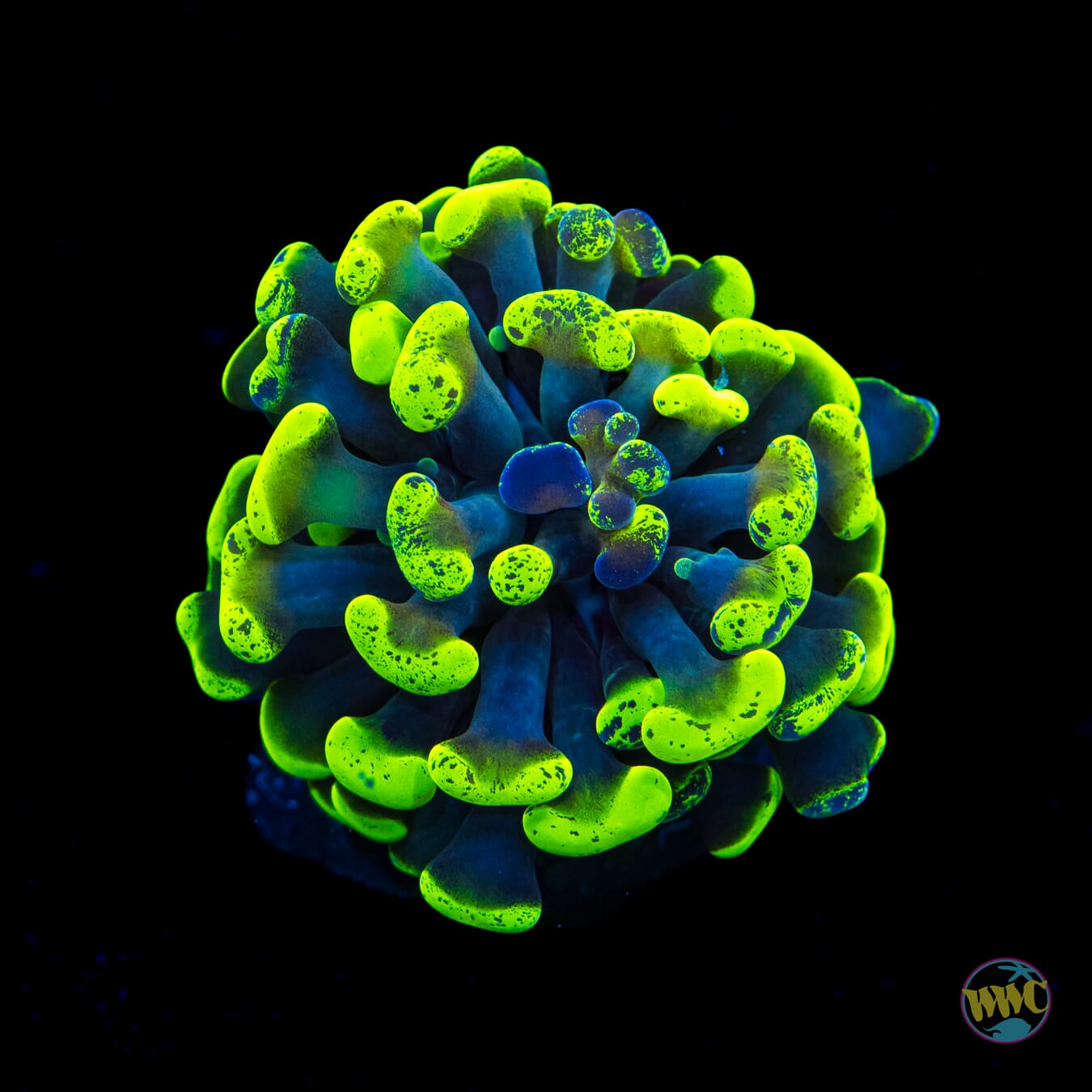 WWC Future Girlfriend Branching Frammer