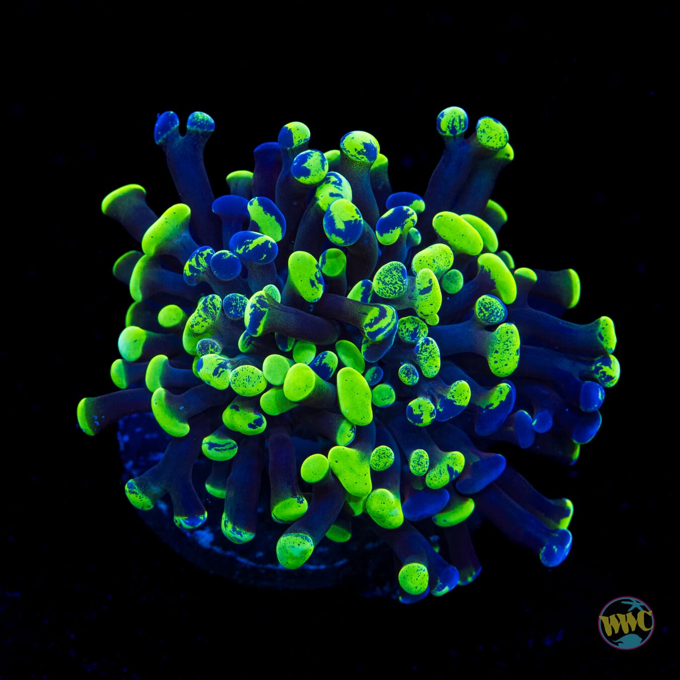 Neon Splatter Branching Frammer