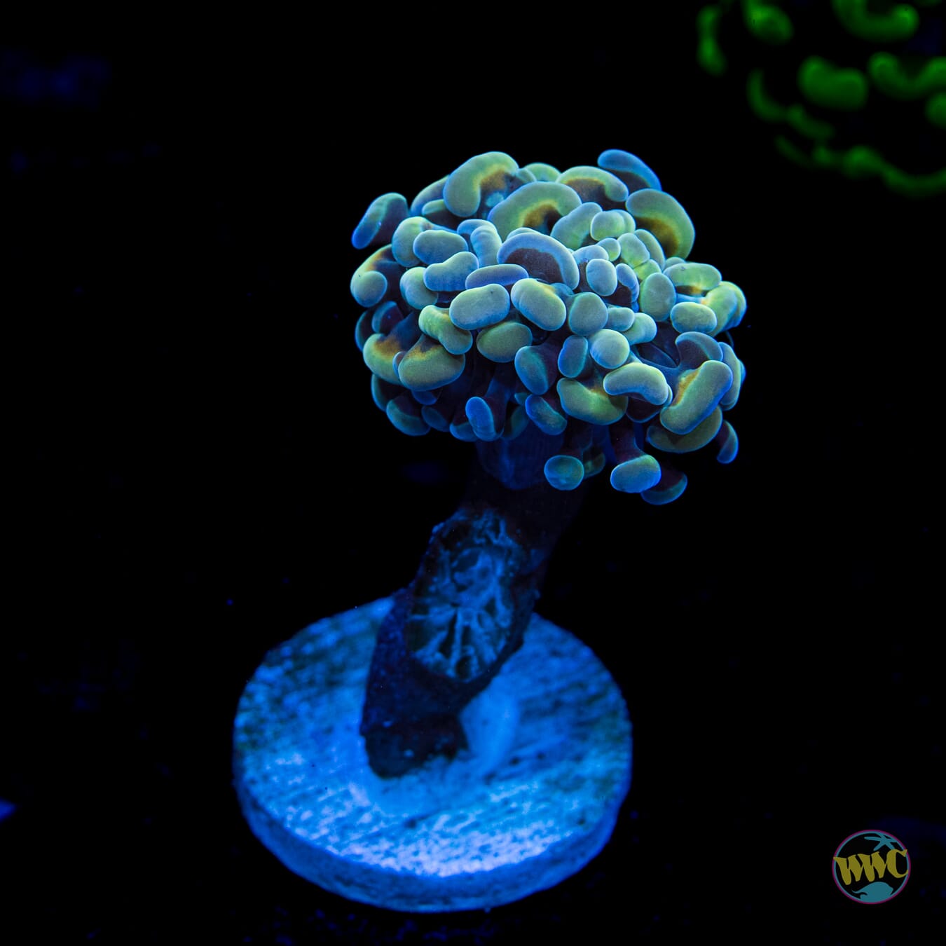 Teal Branching Hammer