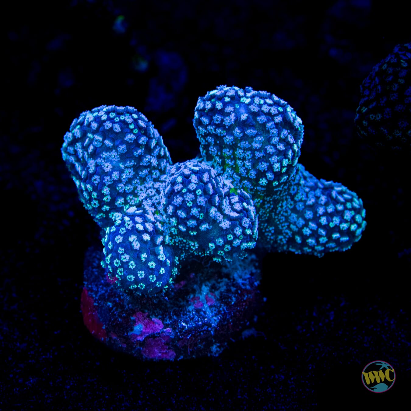 Tyree Rainbow Stylophora