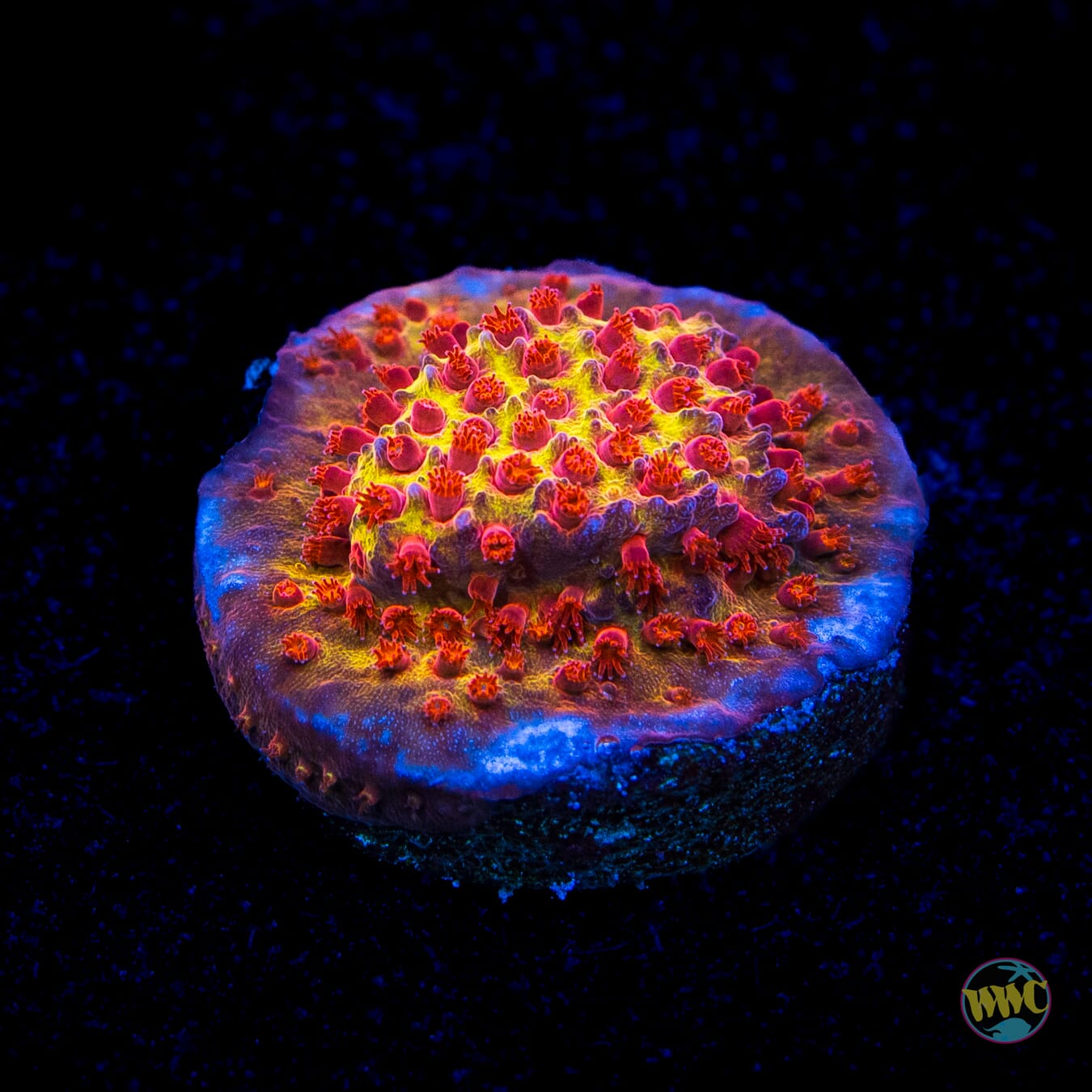 Jason Fox Burning Banana Stylocoeniella