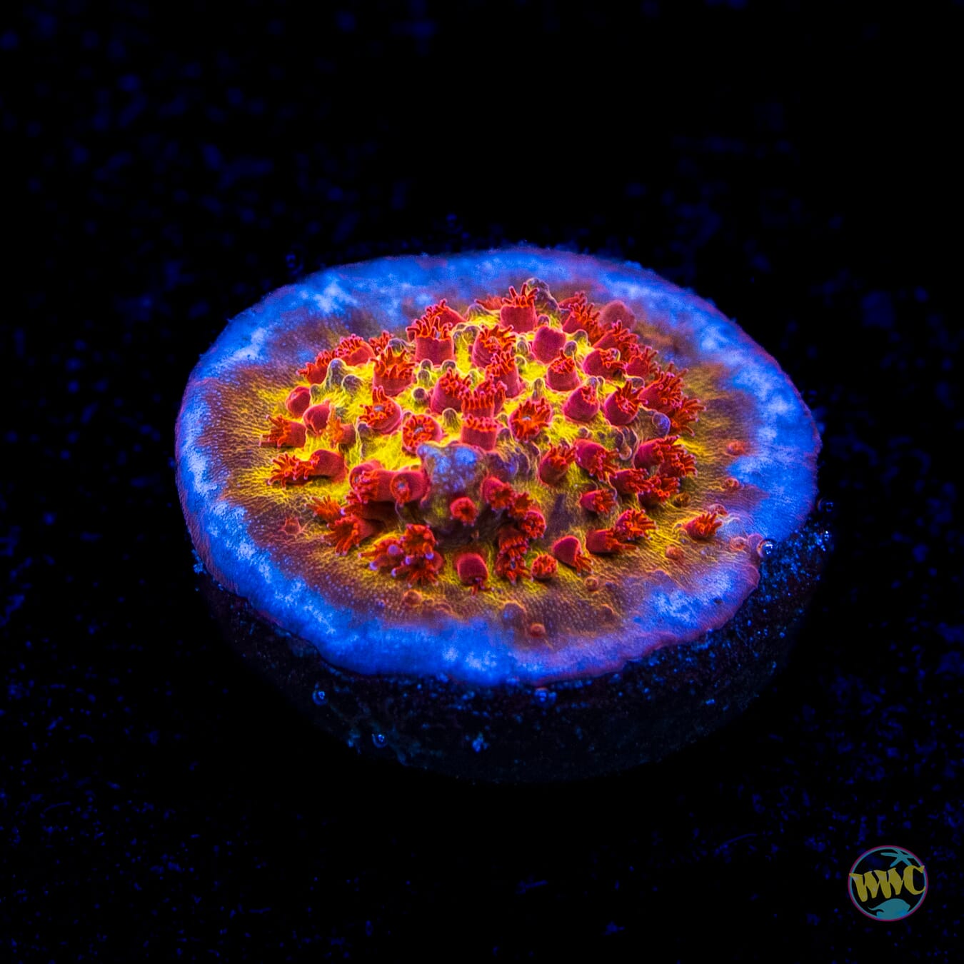 Jason Fox Burning Banana Stylocoeniella