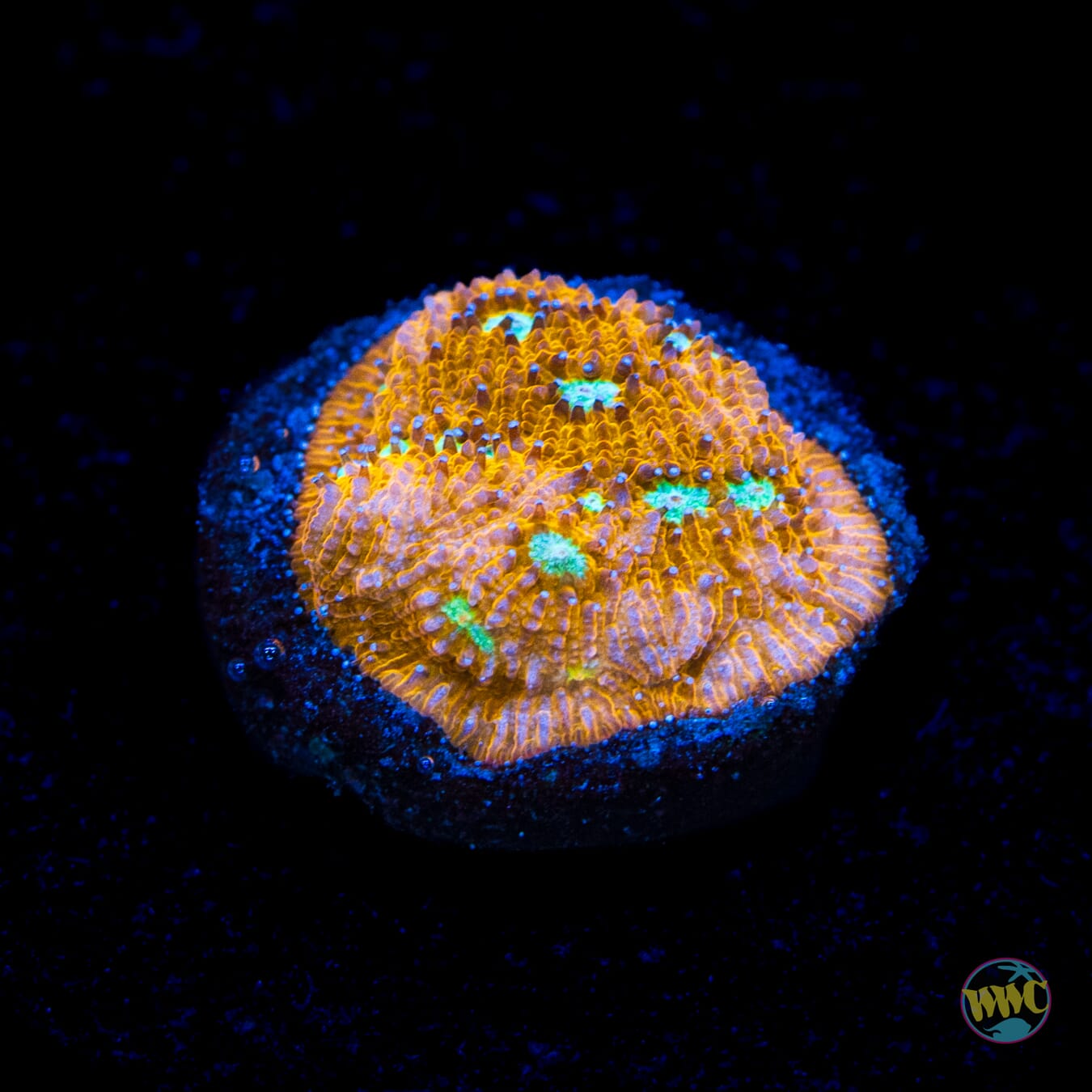 WWC Cheetah Lithophyllon