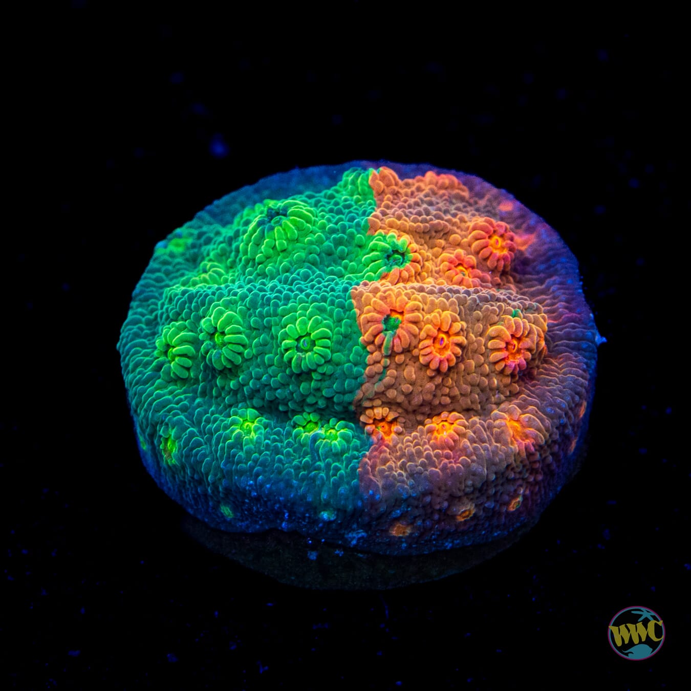 WWC Tutti Fruiti Grafted Cyphastrea