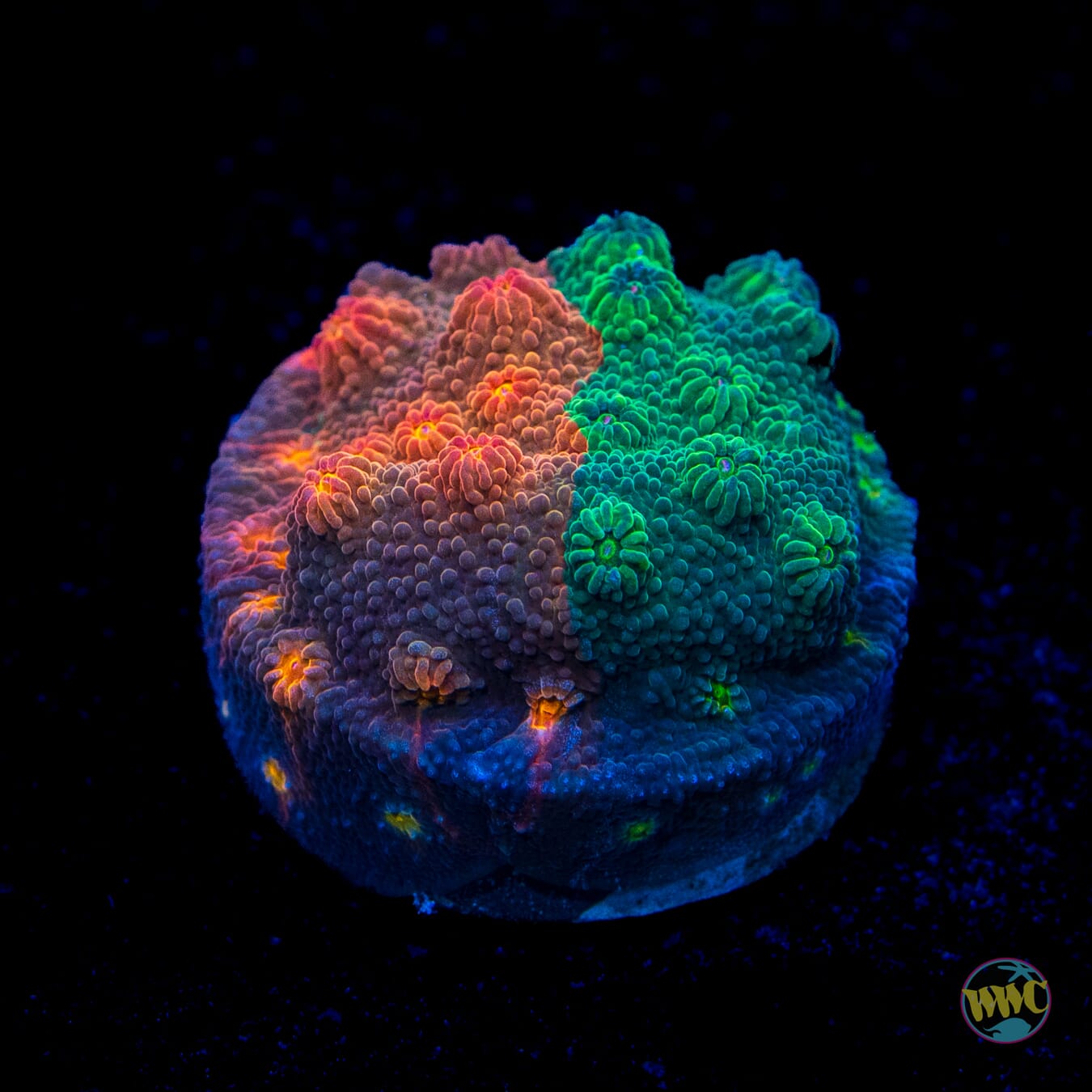 WWC Tutti Fruiti Grafted Cyphastrea