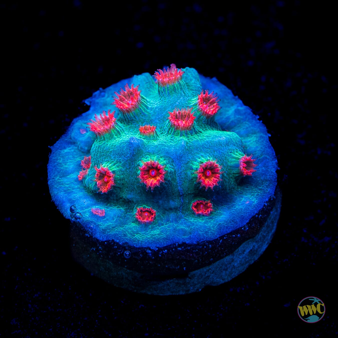 Meteor Shower Cyphastrea