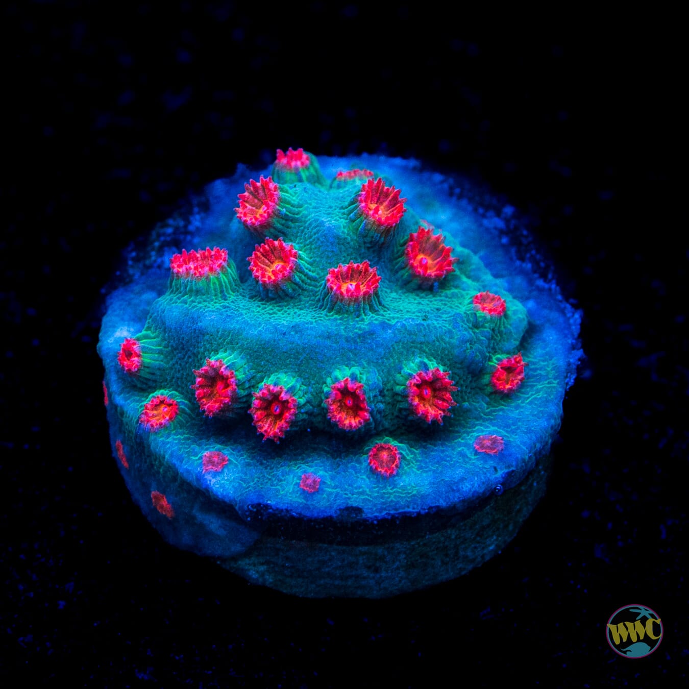 Meteor Shower Cyphastrea