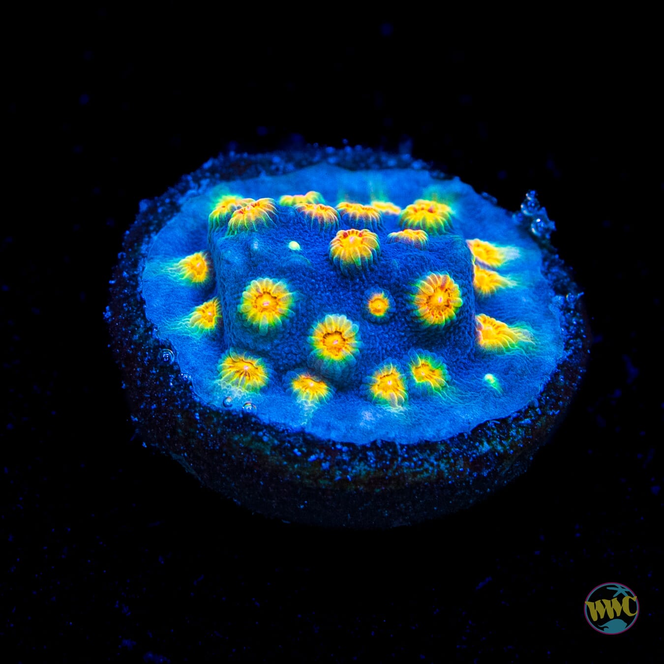 WWC Zoolander Cyphastrea