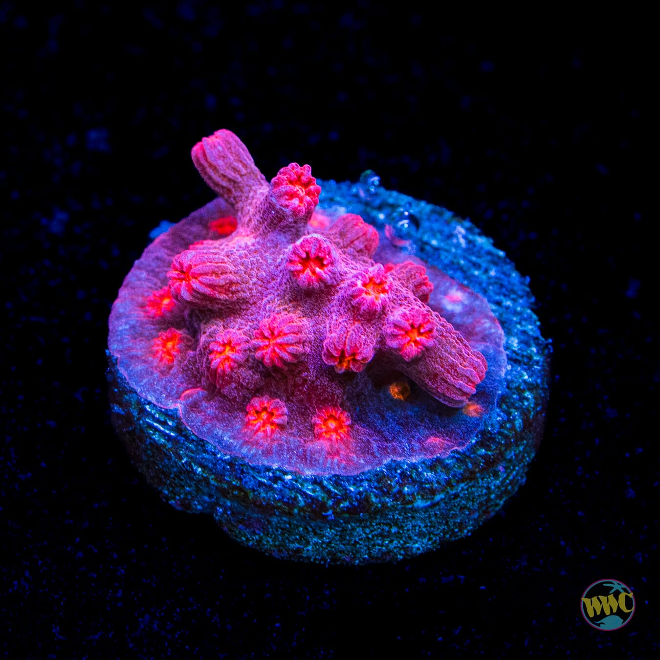 WWC Strawberry Branching Cyphastrea