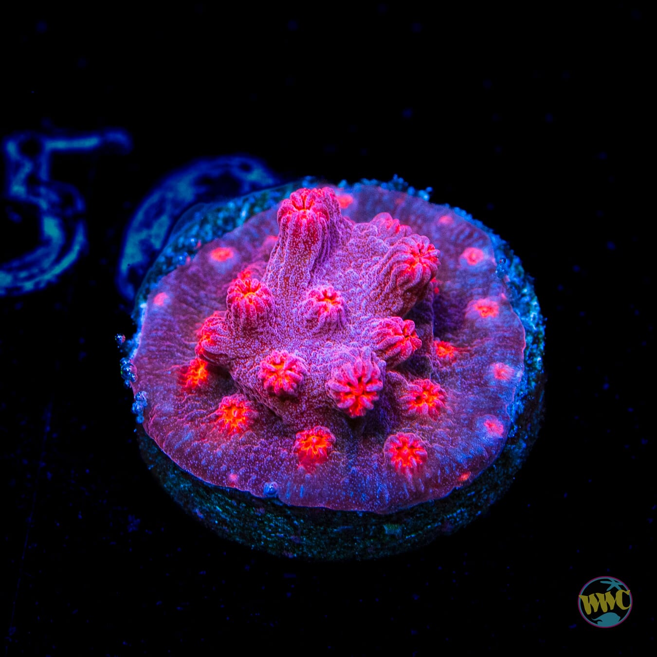 WWC Strawberry Branching Cyphastrea