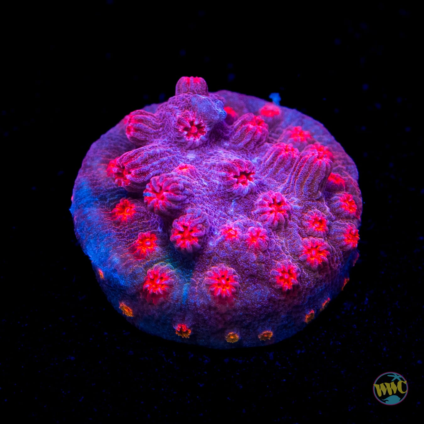 WWC Strawberry Branching Cyphastrea