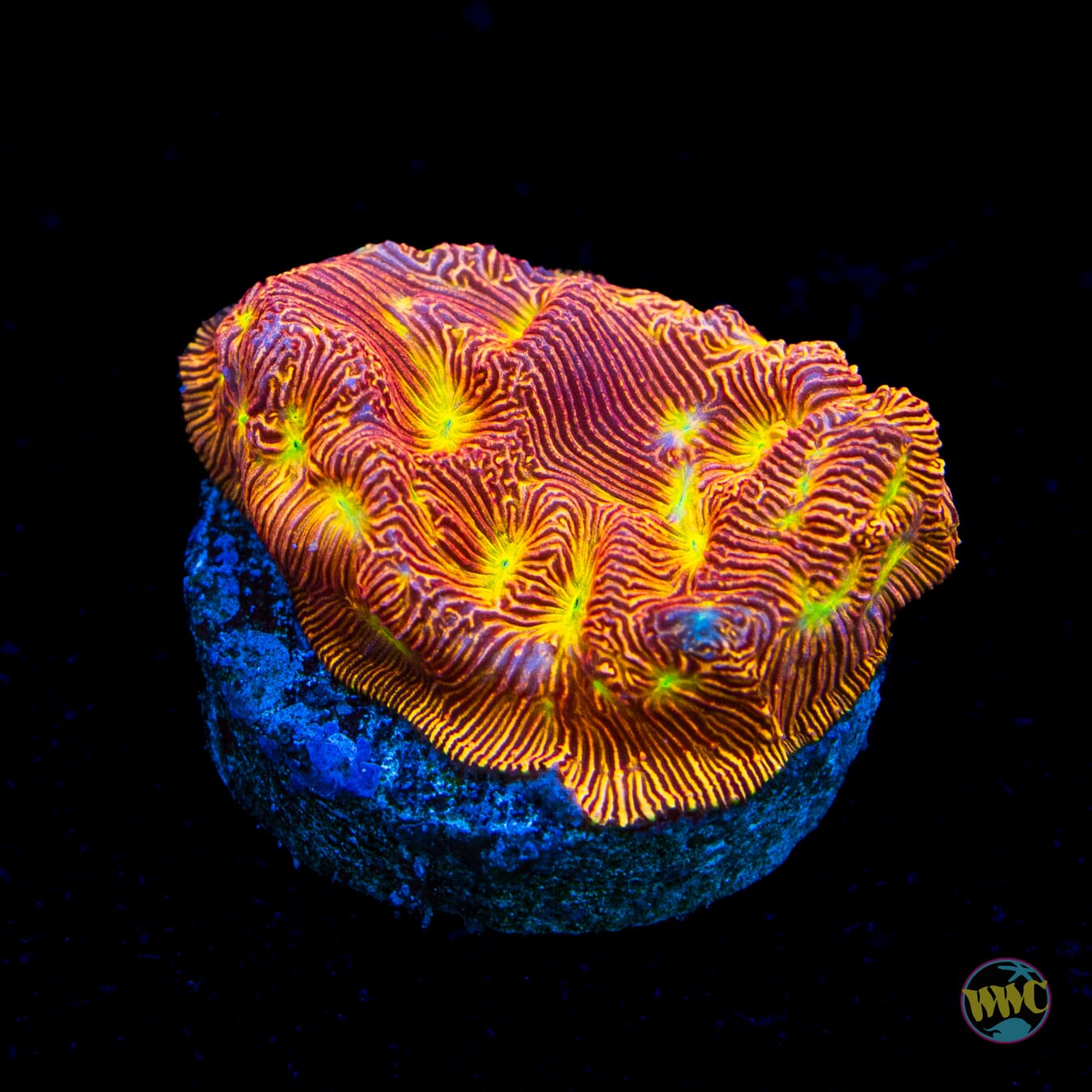 Jason Fox Lethal Leptoseris