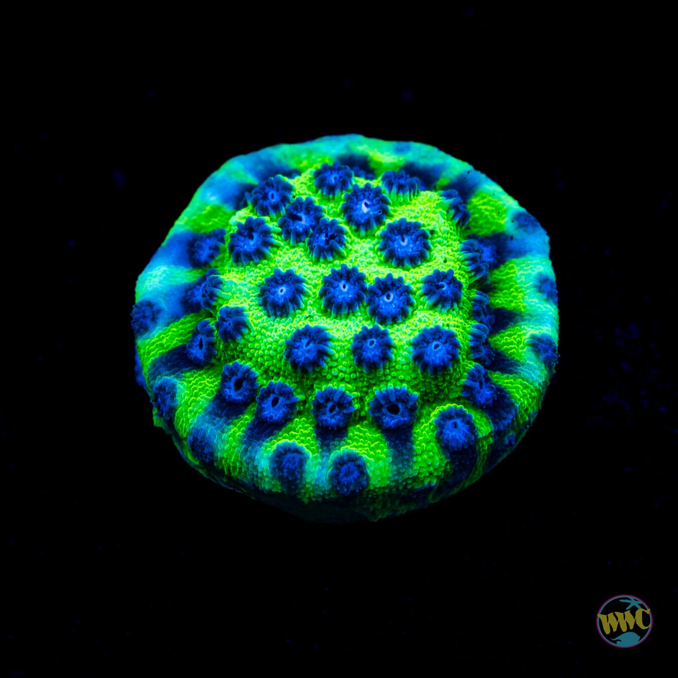 Jason Fox Master PPE Cyphastrea