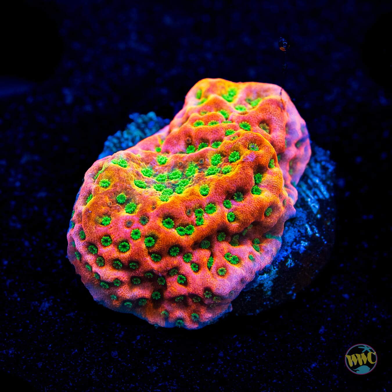 WWC Cherry Tree Montipora